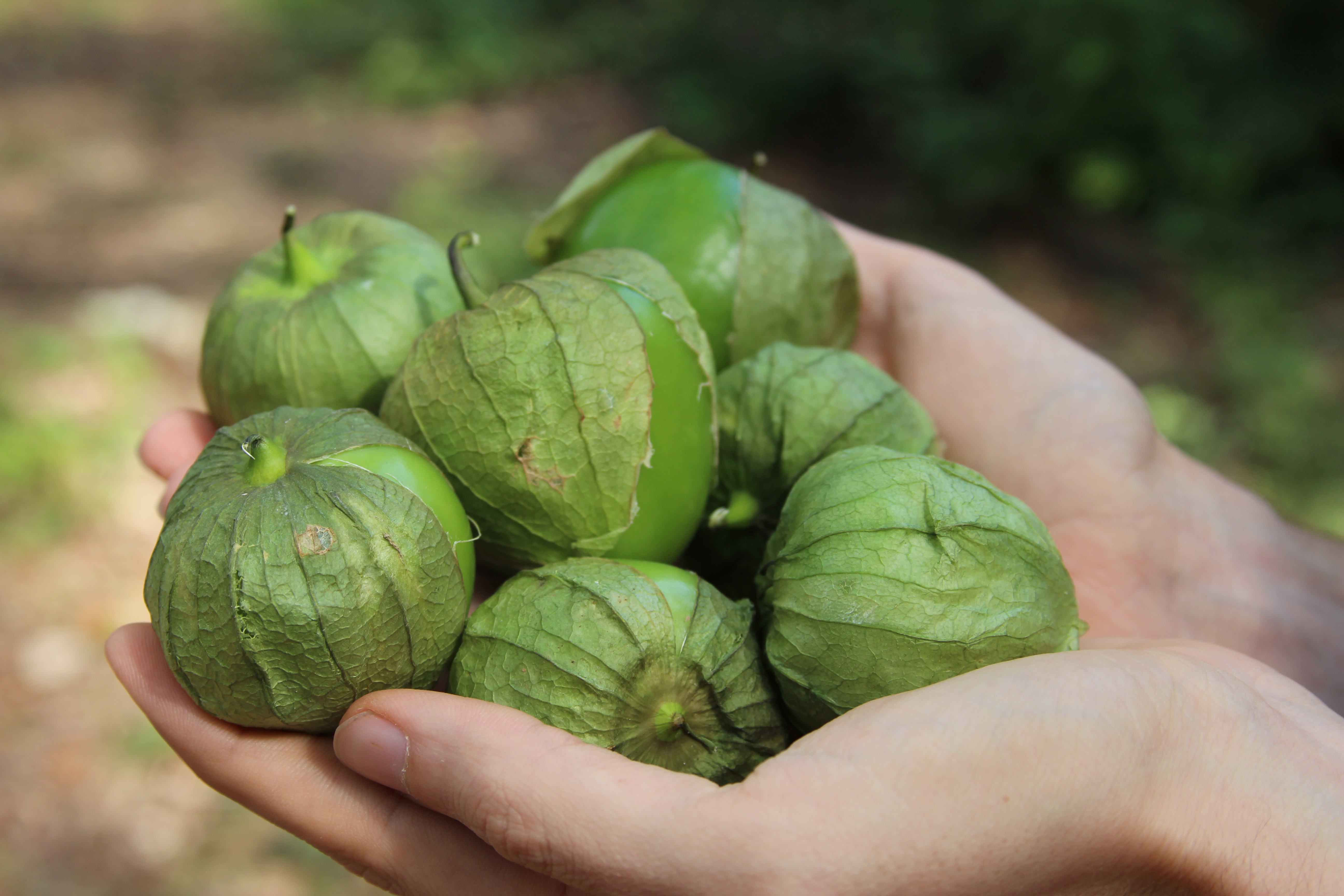 Growing and Cooking Tangy Tomatillos
